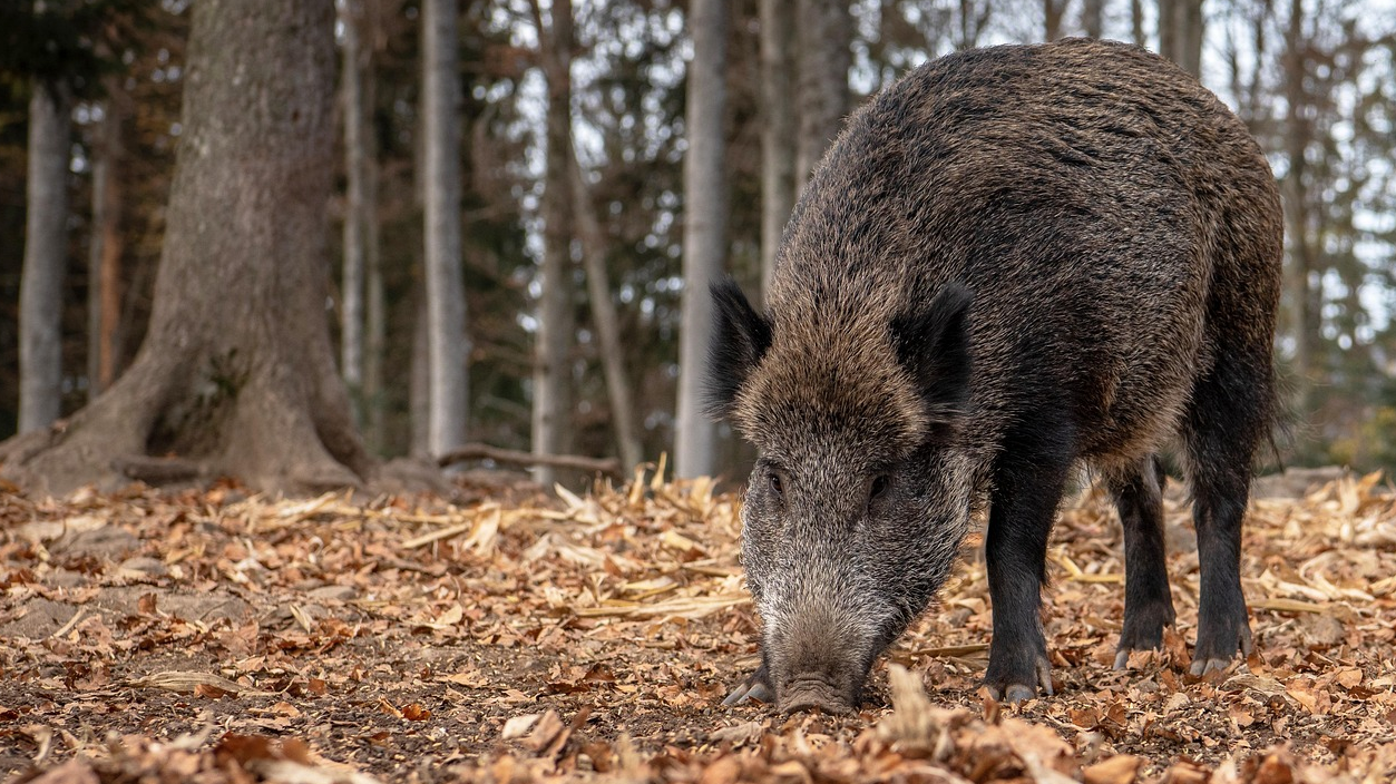Cap indici de pesta porcina africana a Andorra