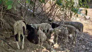 Mossos