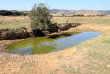 Una bassa
