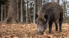 Cap indici de pesta porcina africana a Andorra