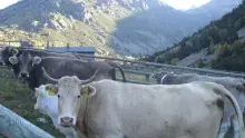 La Veu Lliure