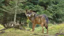 Llop al Pirineu