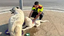 Mossos