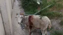 RàdioSeu